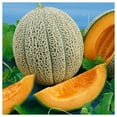 thumbnail image 3 of Everwilde Farms - 50 Hales Best Jumbo Melon Seeds - Gold Vault Jumbo Bulk Seed Packet, 3 of 5