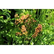 50 APRICOT BEAUTY STATICE بذور زهرة Limonium Sinuatum