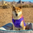 thumbnail image 5 of Gooby Sports Dog Vest - Purple, X-Large - Fleece Lined Dog Jacket Coat with D Ring Leash - Reflective Vest Small Dog Sweater, Hook and Loop Closure - Dog Clothes for Small Dogs Indoor and Outdoor Use, 5 of 5