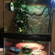 thumbnail image 2 of Planta Decorativo Terrario Serpiente Cueva Cráneo, 2 of 9
