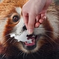 thumbnail image 4 of Red Panda Jigsaw Puzzles 1000 PiecesPuzzles for Adults Family Game Intellective Toys Wall Art Work for Educational Gift Home Decor, 4 of 7
