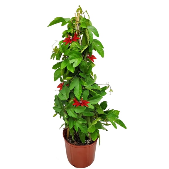 Tropical Plants of Florida 36" Red Passion Vine Flower Plant on a Starter Trellis