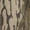 Mossy Oak Original Shadow Grass, variant on Men's Camo Brute Zip Hoodie Jacket