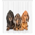 thumbnail image 3 of Ambesonne Dachshund Shower Curtain, Different Color Dogs Lays, 69"Wx84"L, Dark Taupe Grey Taupe, 3 of 3