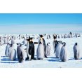 thumbnail image 1 of 24x36 gallery poster, Emperor penguins with juveniles, Antarctica, 1 of 1