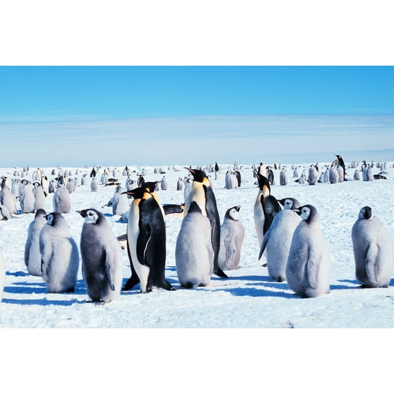 24x36 gallery poster, Emperor penguins with juveniles, Antarctica