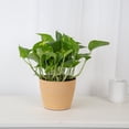 thumbnail image 2 of Costa Farms Plants with Benefits Live Indoor Green Devil's Ivy Pothos Plant in 6in. Dcor Pot, 2 of 5