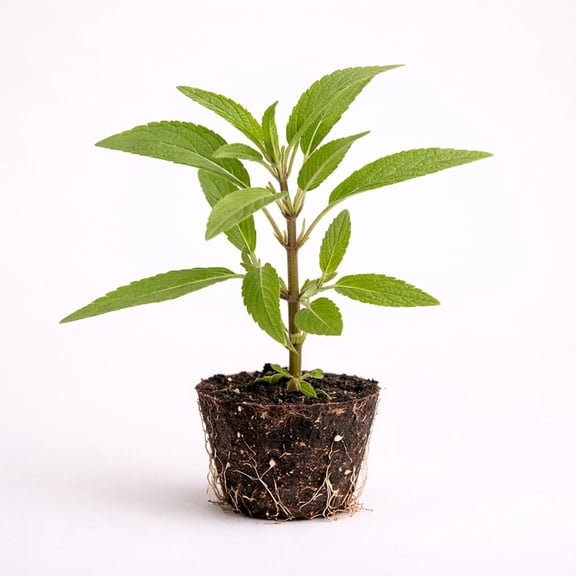 PLANT NOOK Mexican Sage Salvia Live Plant Starter Plug 2-Pack | Velvety Purple and White Flower Spikes | Drought Tolerant Pollinator Plant for Full Sun Borders