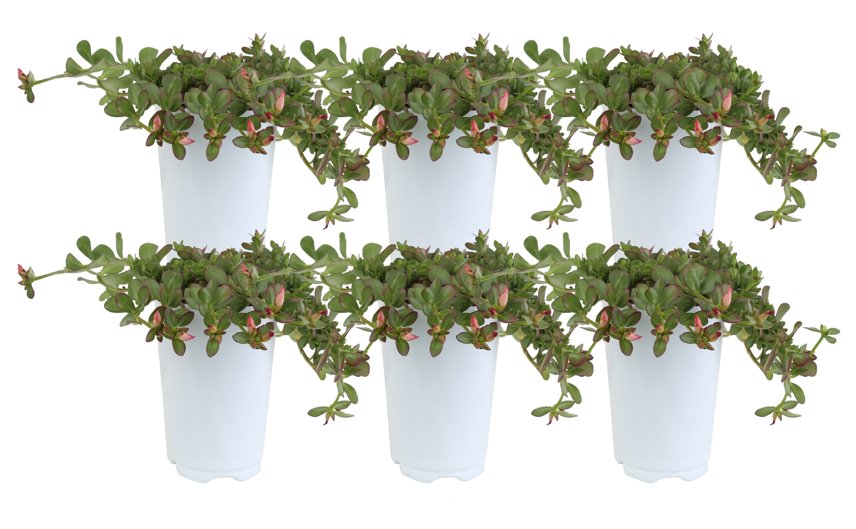 Costa Farms Live Outdoor 6in. Tall Pink Purslane; Partial Shade