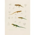 thumbnail image 3 of Arthus Bertrand 18x24 Black Modern Framed Museum Art Print Titled - Stenodactylus Mauritanicus, Lizard Perspicillata, Eremias Pardulis, Lizard Perspicillata (1844-1867), 3 of 5