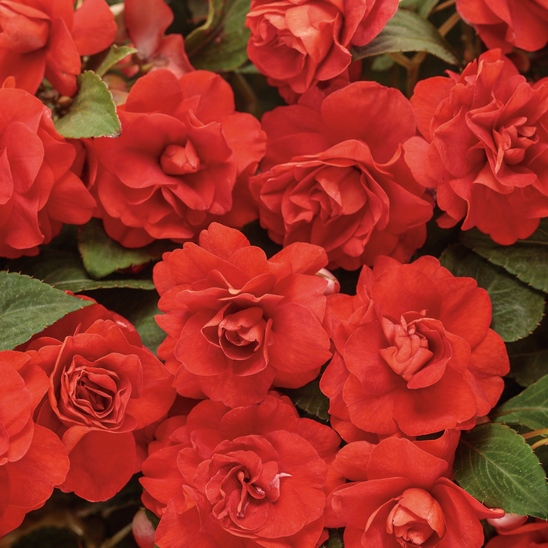 Proven Winners 4" Rockapulco Red Double Impatiens Live Plant in 4.25" Pot (4 Count)