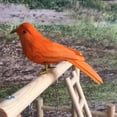 thumbnail image 4 of Modelo de Aves Decoración de Plumas Coloridas Artesanía de Aves Artificiales 7-naranja Zulema Pájaro Artificial Decorativo, 4 of 6