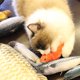thumbnail image 3 of Irfora Muñeco de simulación de felpa realista, pez, divertidas mascotas interactivas, suministros para masticar, morder, para gato / gatito / gatito, juguete para gatos, juguetes con hierba gatera Irfora Muñeco de peluche, 3 of 7