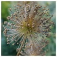 thumbnail image 2 of Everwilde Farms - 1/4 lb Tall Water Parsnip Native Wildflower Seeds - Gold Vault Bulk Seed Packet, 2 of 2