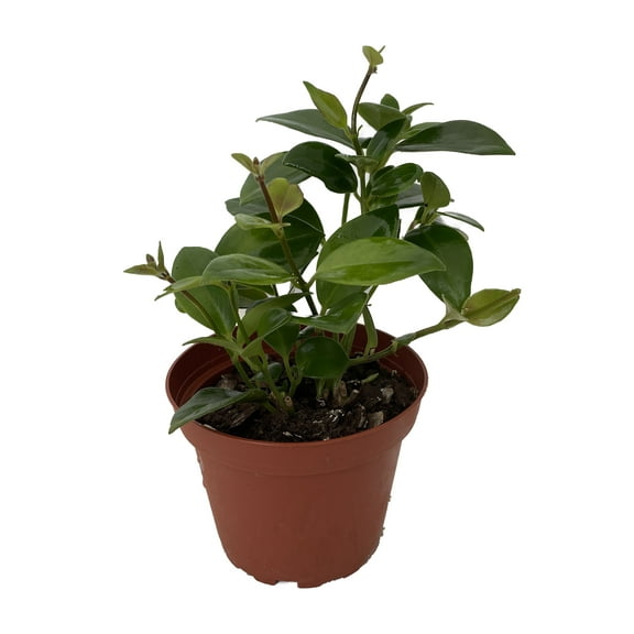 Mona Lisa Lipstick Plant 4" Pot - Aeschynanthus -