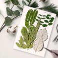 thumbnail image 3 of Hojas secas naturales DIY Hecho a mano artesado planta de hojas prensadas de decoración Decoración del hogar para tarjetas de boda Resina Vela verde hoja 6 sidaley HA010772-01, 3 of 7