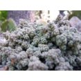 thumbnail image 2 of 25 Spanish STONECROP / SEDUM HISPANICUM Groundcover Flower Seeds, 2 of 5