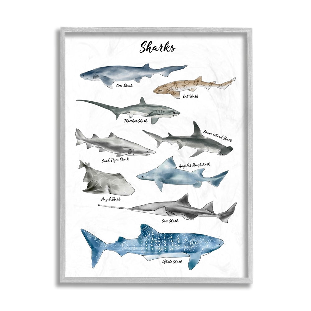 Stupell Industries Nautical Shark Chart Watercolor Marine Animals Gray Framed by Ziwei Li