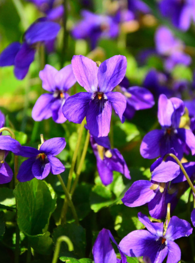 Purple Violet Live Plant for Planting, Indoor Houseplant in 4'' Pot, Vibrant Violet Flowers Ready to Grow 3-5 Inch Tall