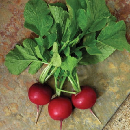 Radish Seeds - Crunchy Royale - Hybrid - 2 g Packet ~200 Seeds - Non- GMO F1 Hybrid - Vegetable Garden & Microgreens