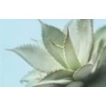 thumbnail image 2 of Greenwood, Julie 24x17 Black Ornate Wood Framed with Double Matting Museum Art Print Titled - Soft Focus Succulent 4, 2 of 4