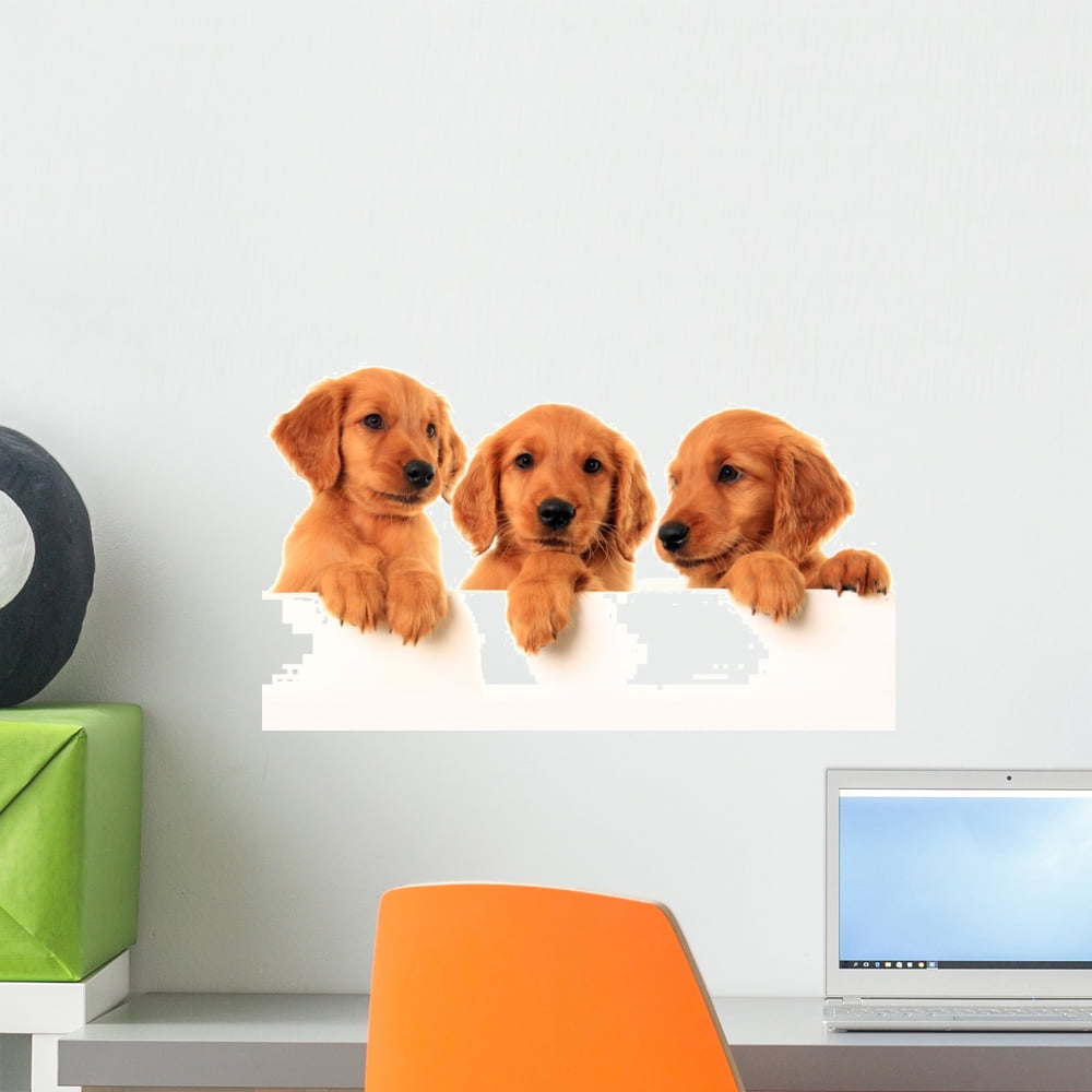 Golden Retriever Puppies Wall Mural Decal by Wallmonkeys Vinyl Peel and