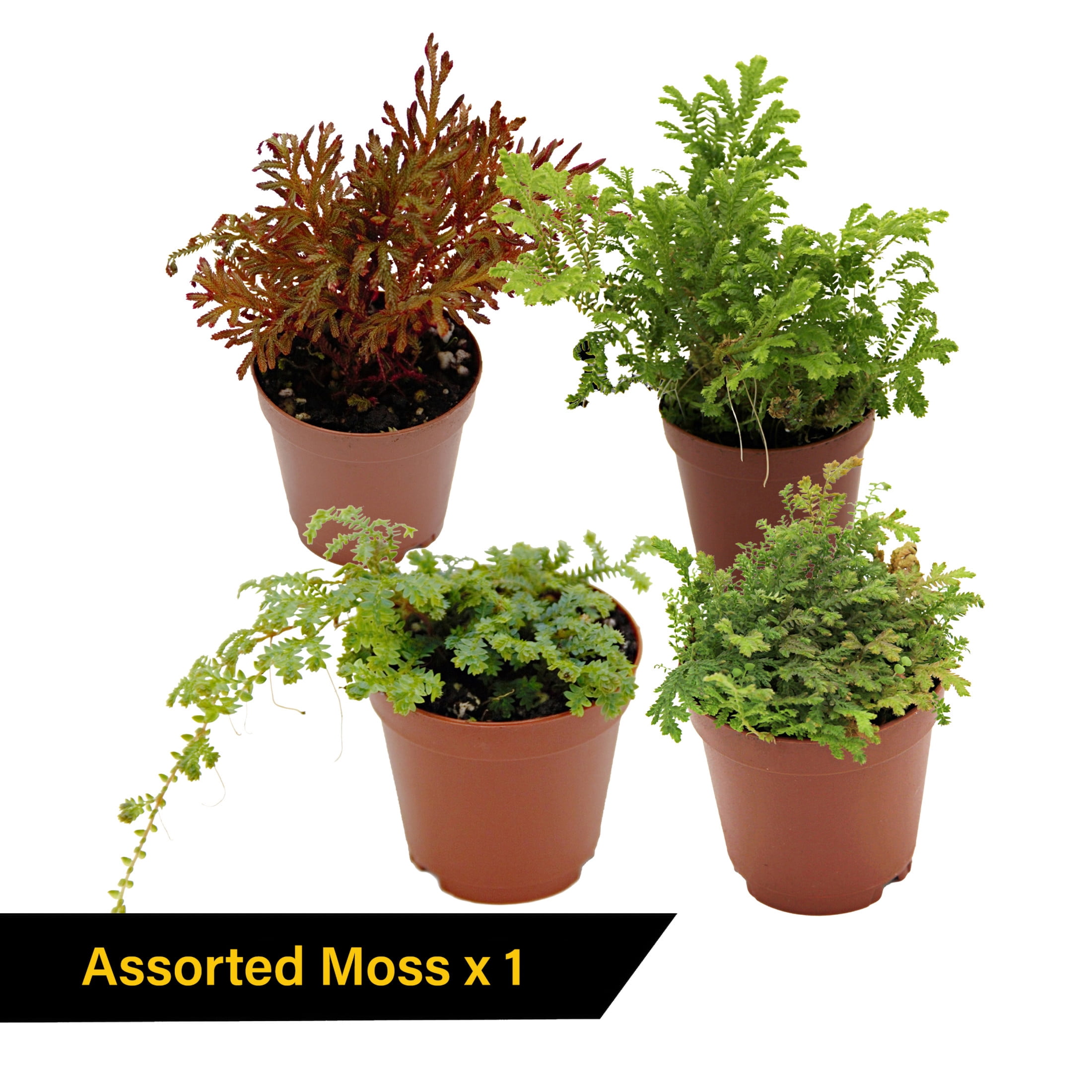 ReptiCulture Tropical Plant Starter Bundle