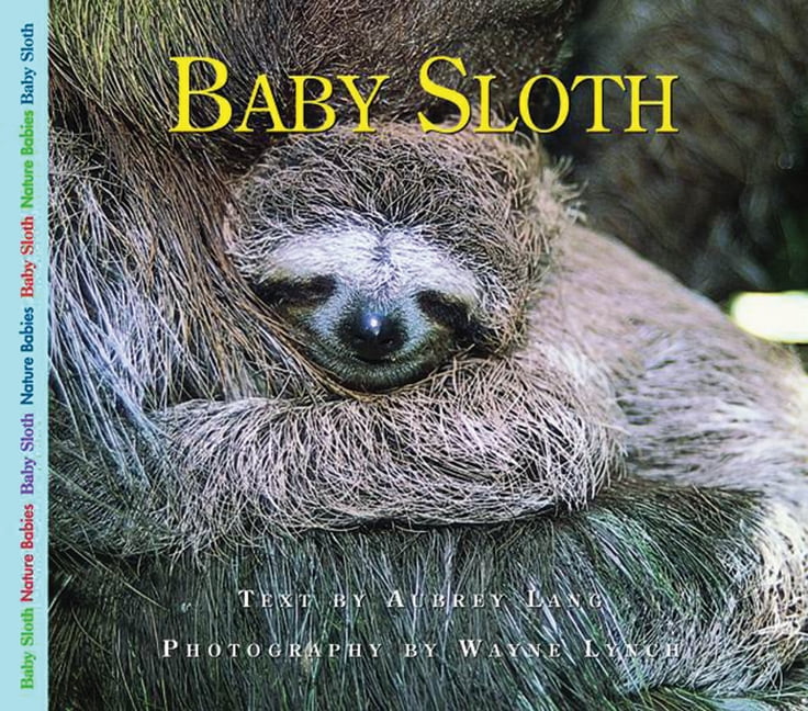 Baby Sloth - Walmart.com - Walmart.com