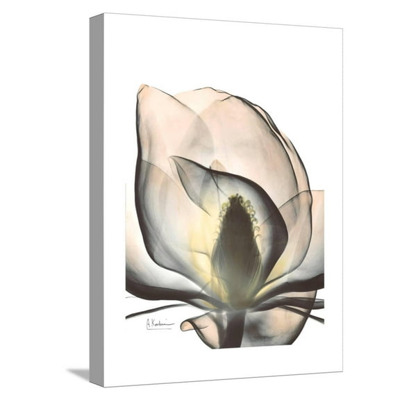Art.com Magnolia Portrait Stretched Canvas Print Wall Art by Albert Koetsier, 12" x 16"