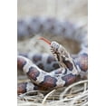 thumbnail image 2 of Delisle, Gilles 17x24 White Modern Wood Framed Museum Art Print Titled - Canada, Riviere des Prairies Park Milk snake, 2 of 4