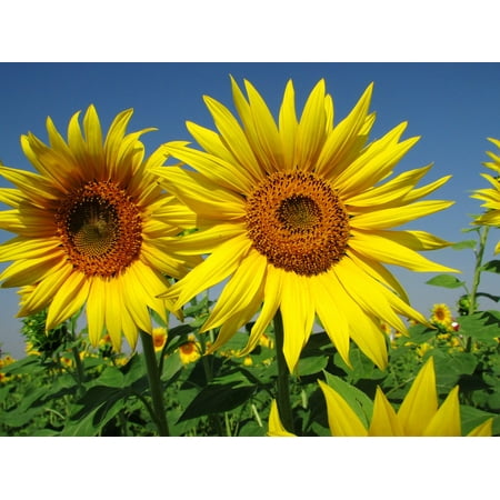 LAMINATED POSTER Plant India Flower Yellow Summer Sunflower Poster Print 24 x (Best Of India Summer)