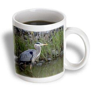 3dRose Great blue heron bird Maumee Bay Refuge, Ohio - US36 DFR0038 - David R. Frazier, Ceramic Mug, 11-ounce