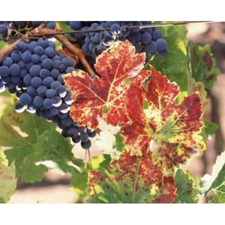 Cabernet sauvignon grapes in vineyard Wine Country California USA Poster Print by Panoramic Images (36 x