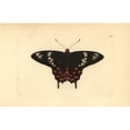 thumbnail image 2 of Crimson Rose Butterfly, Atrophaneura Hector Poster Print By ® Florilegius Mary Evans (36 X 24), 2 of 4