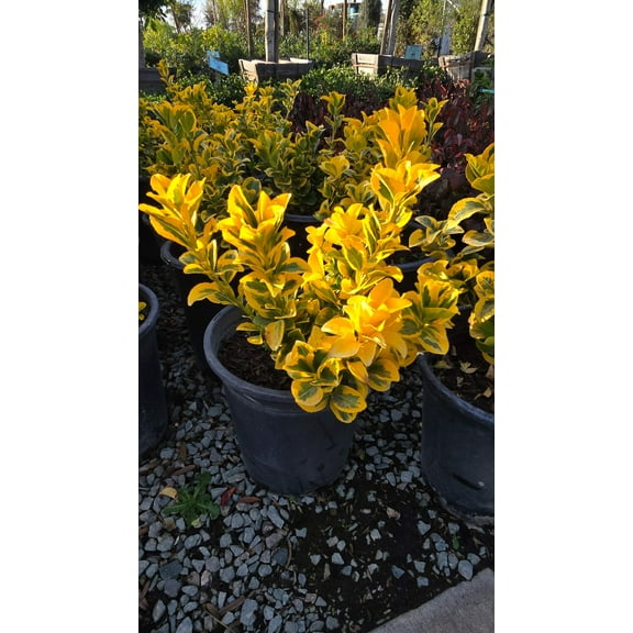Euonymus japonicus 'Aureo-Marginata' 5 gallon pot - Get similar