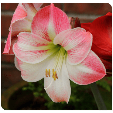 Amaryllis    Home  Garden  Decoration  Bright for Planting   Perennials   Planting   Pots to Grow