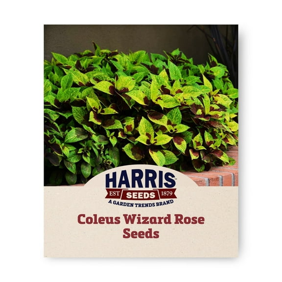 Harris Seeds - Coleus Wizard Rose Variety Flower Seeds - 500 Seeds