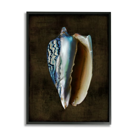 Stupell Industries Conch Shell on Black Nature Painting Black Framed Art Print Wall Art, 11 x 14
