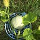 thumbnail image 4 of 3 uds. Cuna de calabaza melón, cuna de sandía, bandeja de soporte para plantas, Protector de soporte para jardín, Circ en crecimiento, 4 of 5