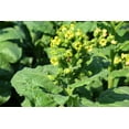 thumbnail image 4 of 250 AZTEC TOBACCO Midewiwan Sacred Nicotiana Rustica Yellow Flower Herb Seeds, 4 of 7
