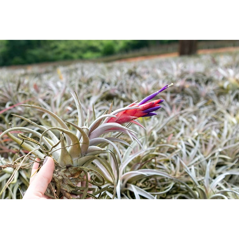 Air Plant Tillandsia Harrisii - Available in Wholesale and Bulk - Live  Succulent House Plants  Home and Garden Decor - Easy Care Indoor and  Outdoor Plants (Pack of 12) - Walmart.com
