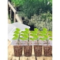 thumbnail image 3 of Kit de Démarrage de Semis en Plastique à 12 Trous, Plateau de Démarrage de Semis avec Sortie d'Air Réglable, Ensemble Multifonction de Propagateur de Semences avec 2 Pcs d'Outils de Repiquage et 20 Pcs d'Étiquettes Blanches pour Légumes, 3 of 11
