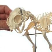 Anatomy Lab Feline Skeleton Model - Fixed Articulation on Base