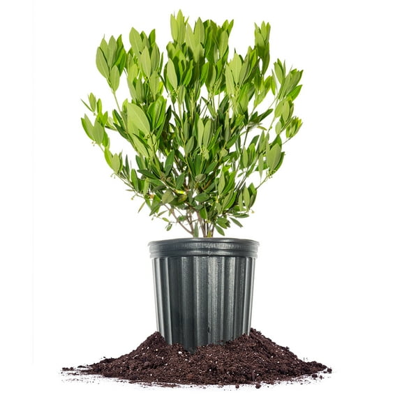 Perfect Plants 7 Gallon Ocala Anise Shrub