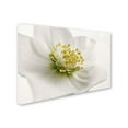 thumbnail image 3 of Trademark Fine Art Cora Niele White Helleborus Canvas Wall Art - 22x32, 3 of 4