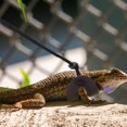 thumbnail image 4 of 1 Ensemble Harnais Laisse pour Dragon Barbu Réglable Laisse pour Reptile Lézard Harnais pour Gecko, 4 of 8