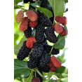 thumbnail image 1 of GSDWIUEW 50 Black Mulberry Seeds Morus, 1 of 5