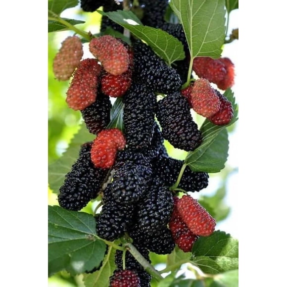 GSDWIUEW 50 Black Mulberry Seeds Morus