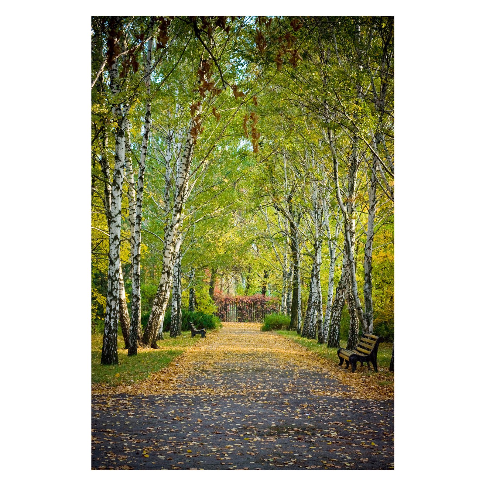 Outdoor Waterproof and Weatherproof Wall Canvas Art, BIRCH TRAIL