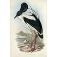 thumbnail image 2 of Gould, John 11x14 White Modern Wood Framed Museum Art Print Titled - Australian Stork, 2 of 4